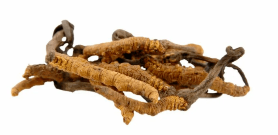 cordyceps mushroom on Gluconol